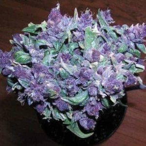 Buy Purple Haze Online In Rome